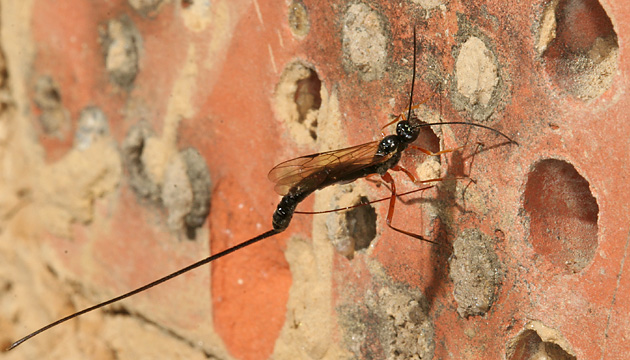 Ichneumonidae > Ephialtes manifestator Ephialtes manifestator