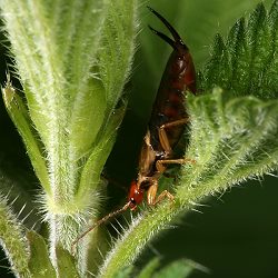 Ohrwurm Forficula auricularia Ohrwurm Forficula auricularia