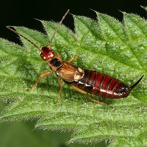 Forficula auricularia, W Forficula auricularia, W