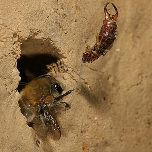 Forficula auricularia, W Forficula auricularia, W