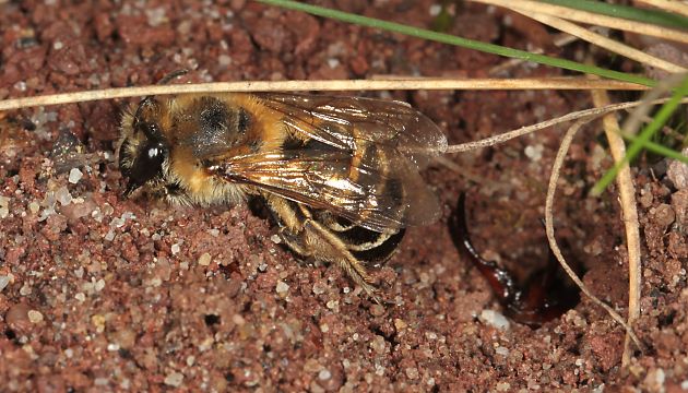 Forficula auricularia, W Forficula auricularia, W