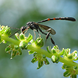 Schmalbauchwespe Gasteruption assectator Schmalbauchwespe Gasteruption assectator