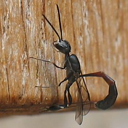 Schmalbauchwespe Gasteruption erythrostomum