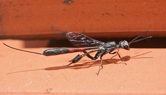 Gasteruption erythrostomum