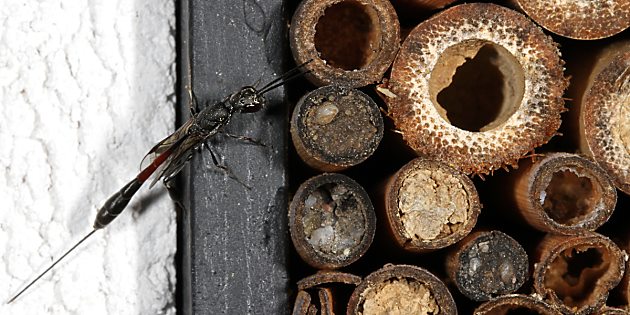 Gasteruption erythrostomum