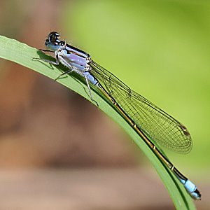 Ischnura elegans, M