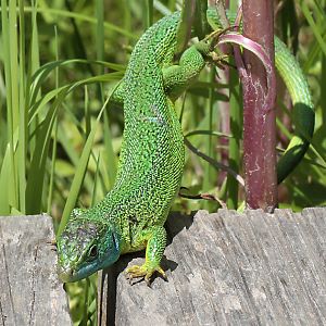 Lacerta bilineata/viridis, M