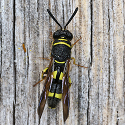 Erzwespen (Chalcidoidea): Leucospidae > Leucospis dorsigera Erzwespen: Leucospis dorsigera