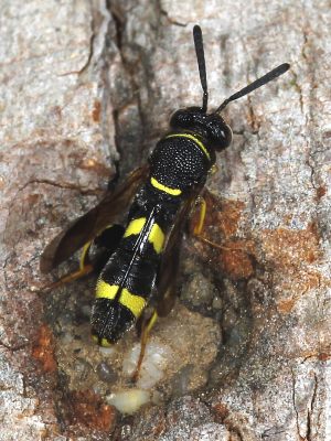 Erzwespen (Chalcidoidea): Leucospidae > Leucospis dorsigera Erzwespen: Leucospis dorsigera