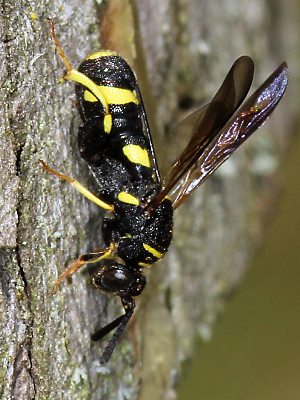 Erzwespen (Chalcidoidea): Leucospidae > Leucospis dorsigera Erzwespen: Leucospis dorsigera