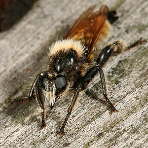 Laphria flava