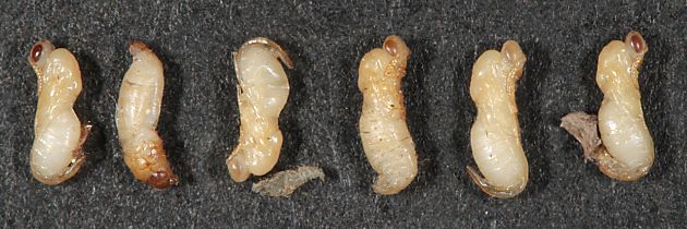 Puppen der Erzwespe Monodontomerus aeneus Puppen der Erzwespe Monodontomerus aeneus</I>