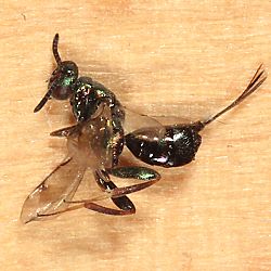 Erzwespen (Chalcidoidea): Torymidae > Monodontomerus aeneus Erzwespen: Monodontomerus aeneus