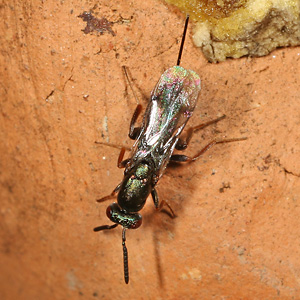 Monodontomerus aeneus, W Monodontomerus aeneus, W