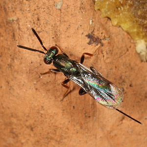 Monodontomerus aeneus, W Monodontomerus aeneus, W