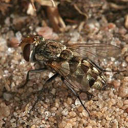 Fleischfliege Miltogramma oestraceum Fleischfliege Miltogramma oestraceum