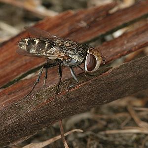 Miltogramma oestraceum, W Miltogramma oestraceum, W