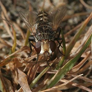 Miltogramma oestraceum, W Miltogramma oestraceum, W