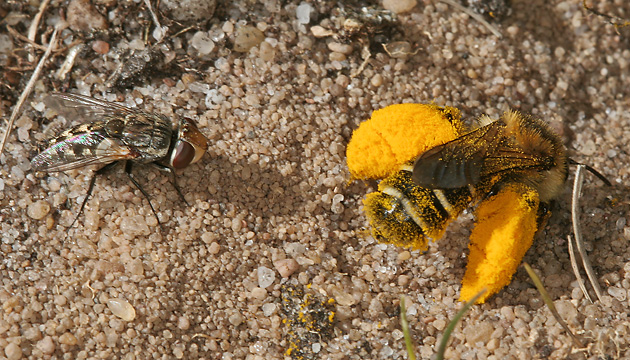 Dasypoda hirtipes, M Dasypoda hirtipes, M