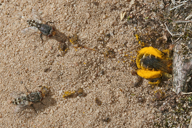 Dasypoda hirtipes, M Dasypoda hirtipes, M