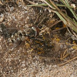 Miltogramma oestraceum, W Miltogramma oestraceum, W