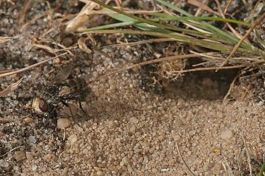 Miltogramma oestraceum, W Miltogramma oestraceum, W