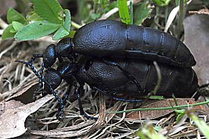 Ölkäfer Meloë proscarabaeus Ölkäfer Meloë proscarabaeus