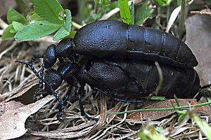 Ölkäfer Meloë proscarabaeus