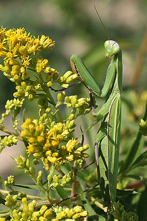 Mantis religiosa, W