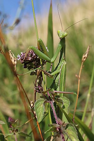 Mantis religiosa, W