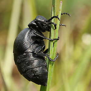 Meloë scabriusculus (Feingerunzelter Maiwurmkäfer) Meloë scabriusculus (Feingerunzelter Maiwurmkäfer)
