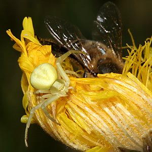 Misumena vatia