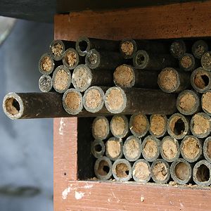 Das Werk der Kohlmeise (Parus major)