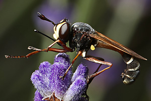 Dunkle-Stieldickkopffliege (Physocephala rufipes) Physocephala rufipes