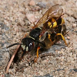 Philanthus triangulum, W