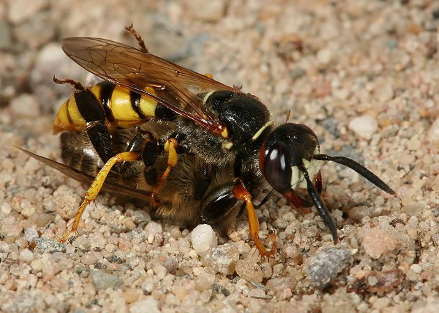 Bienenwolf mit erbeuteter Honigbiene