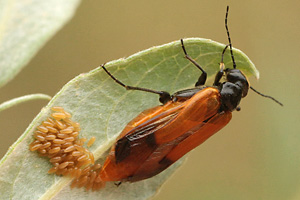 Seidenbienen-Ölkäfer (Stenoris analis) Stenoris analis