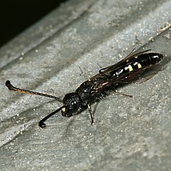 Keulenwespe Sapyga clavicornis, M Keulenwespe Sapyga clavicornis, M