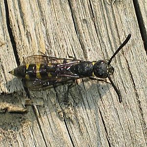 Keulenwespe Sapyga clavicornis, W Keulenwespe Sapyga clavicornis, W