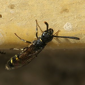 Keulenwespe Sapyga clavicornis, W Keulenwespe Sapyga clavicornis, W