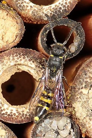 Keulenwespe Sapyga clavicornis, W Keulenwespe Sapyga clavicornis, W
