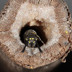 Keulenwespe Sapyga clavicornis, W Keulenwespe Sapyga clavicornis, W