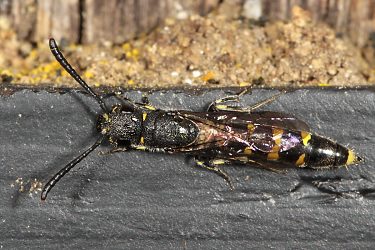 Keulenwespe Sapyga clavicornis, W Keulenwespe Sapyga clavicornis, W