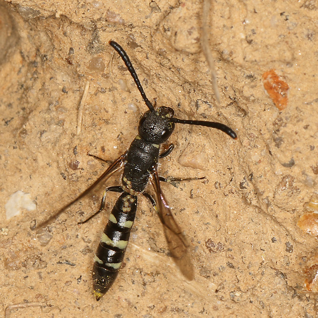 Keulenwespe Sapyga clavicornis, W