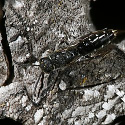 Keulenwespe Sapygina decemguttata Keulenwespe Sapygina decemguttata