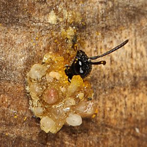 Keulenwespe Sapygina decemguttata, W Keulenwespe Sapygina decemguttata, W