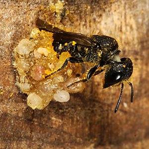 Keulenwespe Sapygina decemguttata, W Keulenwespe Sapygina decemguttata, W