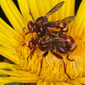 Sicus ferrugineus ("Breitstirnblasenkopffliege", SG, 25.7.2021) Breitstirnblasenkopffliege (Sicus ferrugineus)