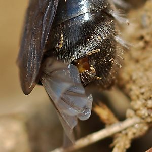 Stylops ater / melittae, MW in Andrena vaga, W