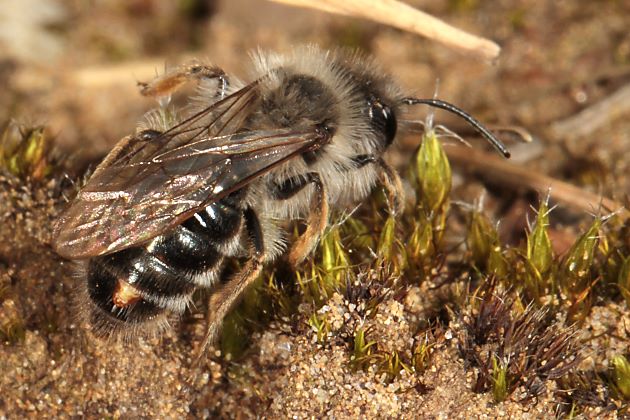 Stylopisiertes Andrena-vaga-Männchen